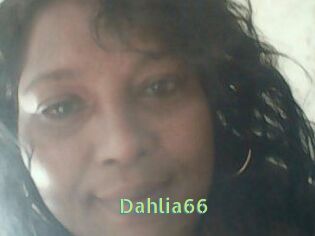 Dahlia66