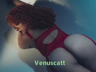 Venuscatt